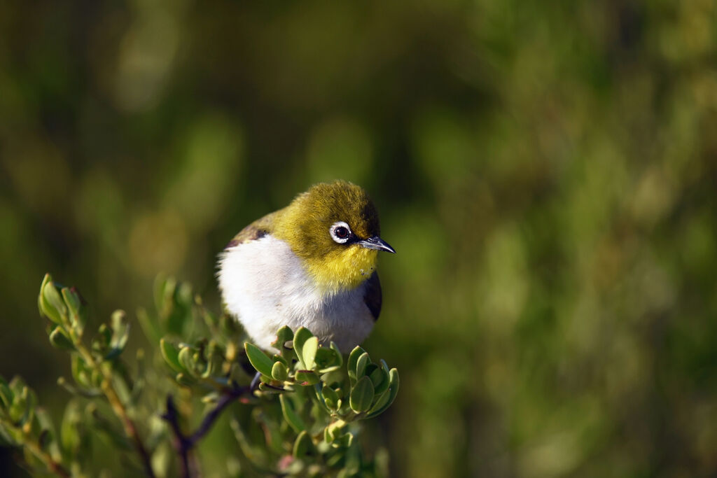 Malagasy White-eye