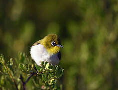 Malagasy White-eye