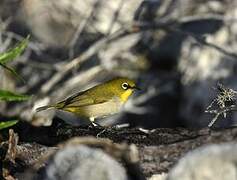 Malagasy White-eye