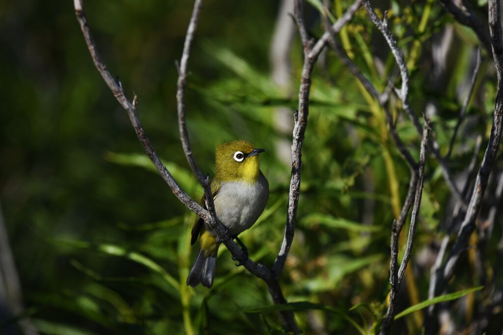 Zostérops malgache