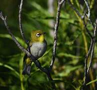 Malagasy White-eye