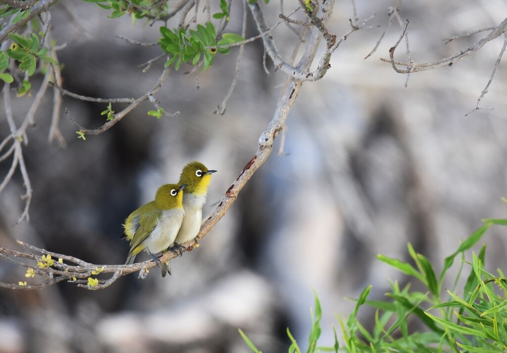 Malagasy White-eye