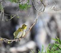 Malagasy White-eye