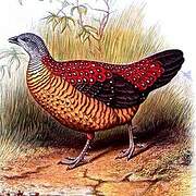 Painted Spurfowl