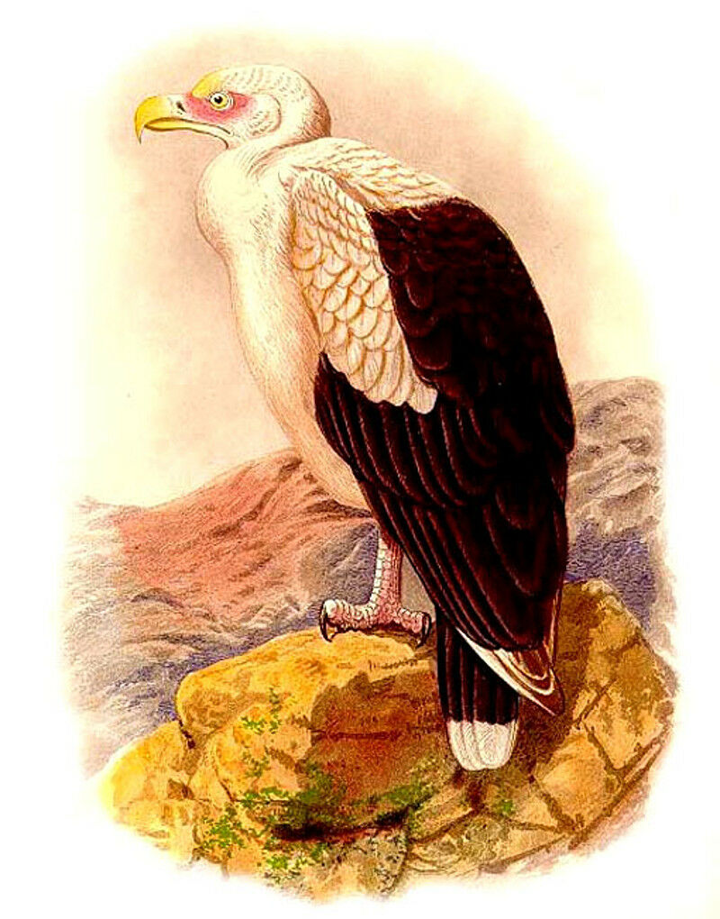 Palm-nut Vulture