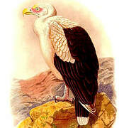 Palm-nut Vulture