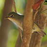 Bridled White-eye