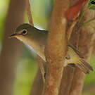 Bridled White-eye