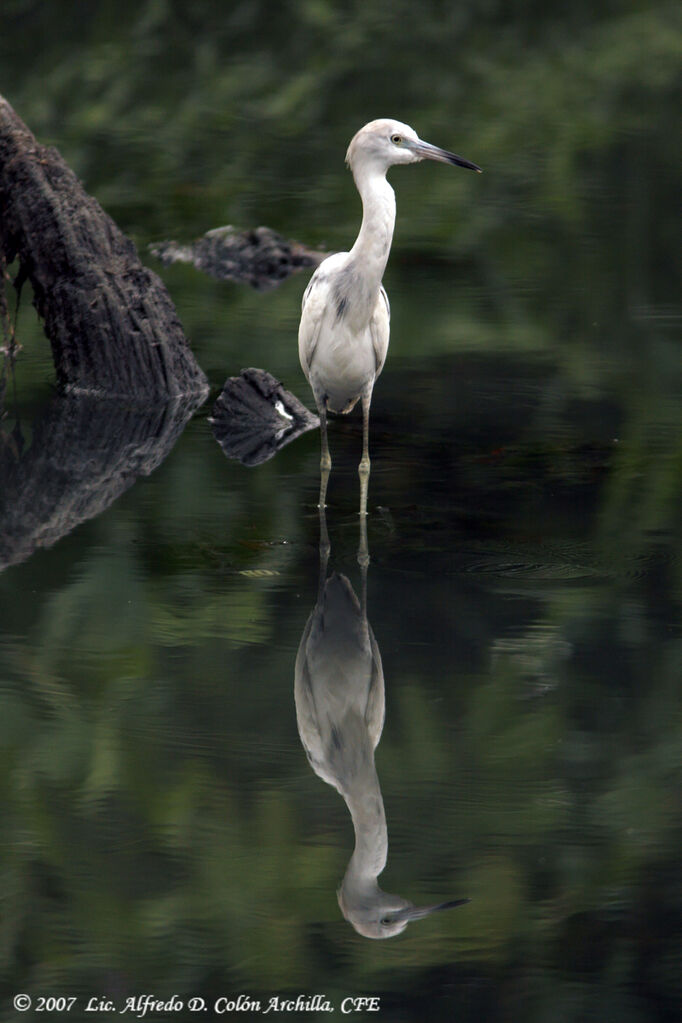 Little Blue Heron