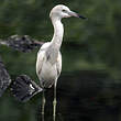 Aigrette bleue