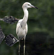 Little Blue Heron