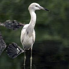 Aigrette bleue