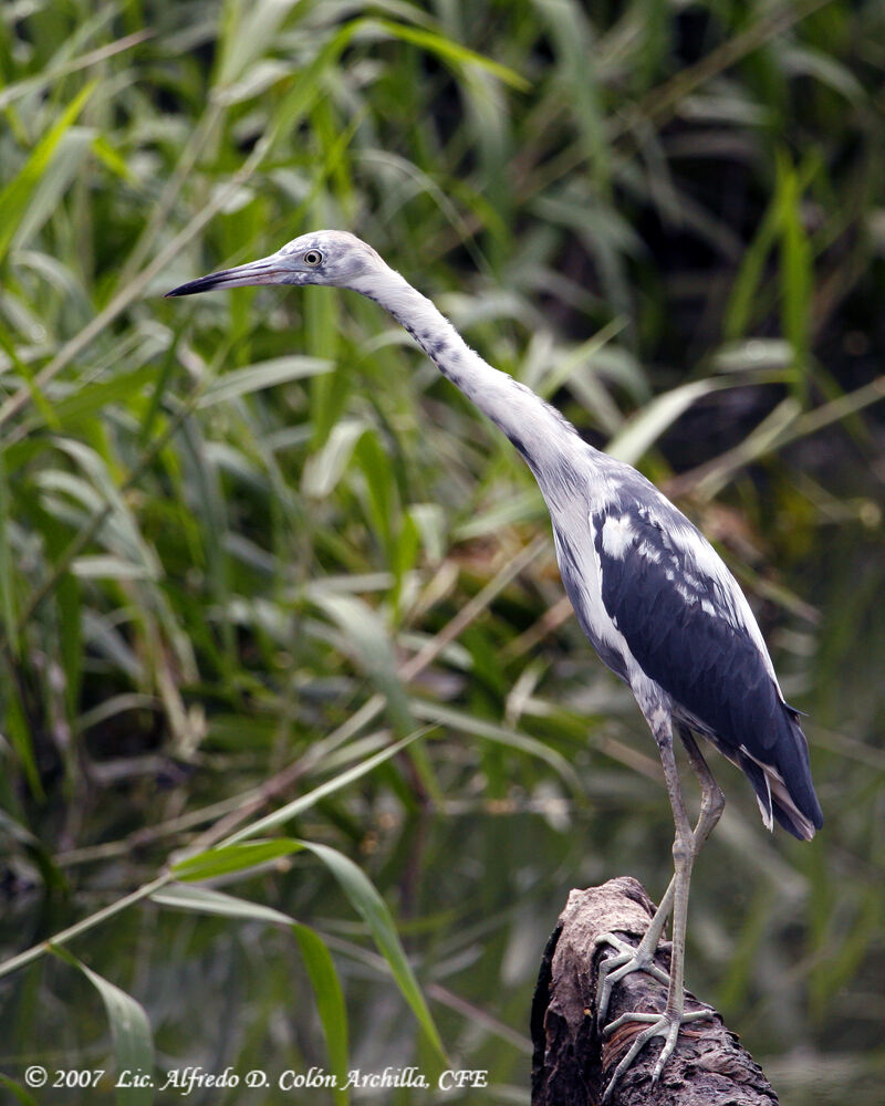 Little Blue Heron