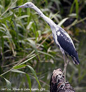 Little Blue Heron