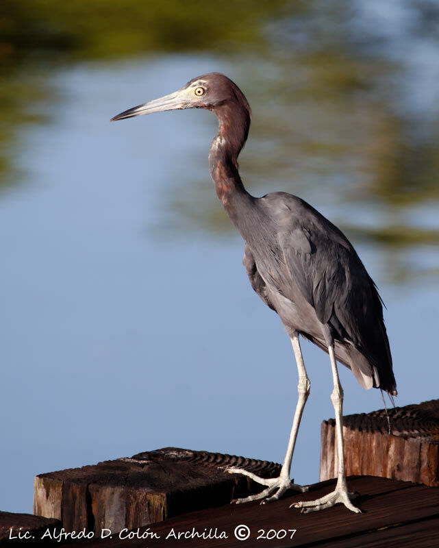 Little Blue Heronadult post breeding