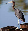 Aigrette bleue