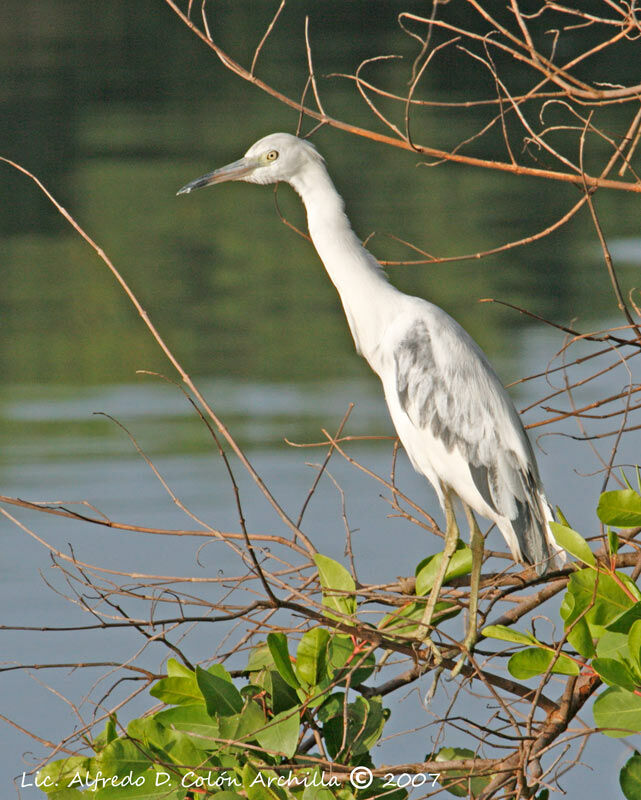 Little Blue Heron