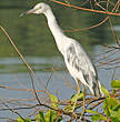 Aigrette bleue