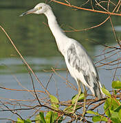 Little Blue Heron