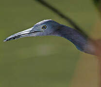 Little Blue Heron