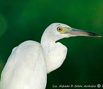 Aigrette bleue