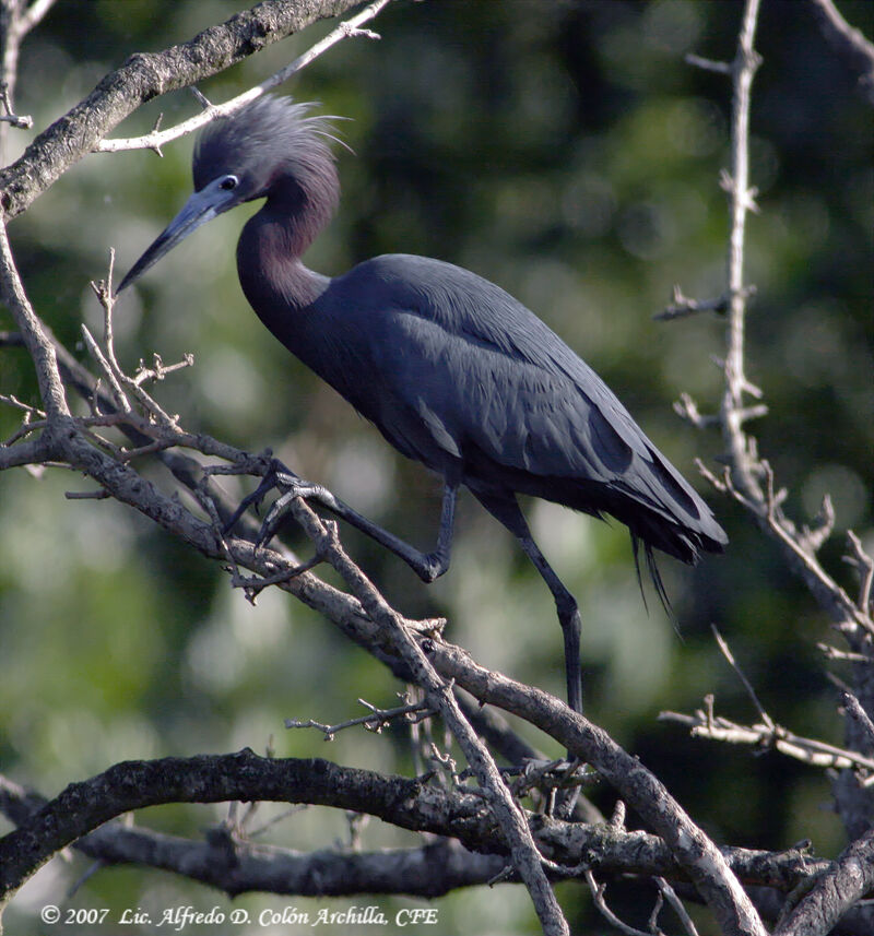 Little Blue Heronadult