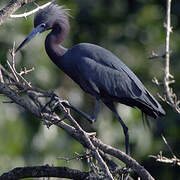 Little Blue Heron