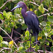 Aigrette bleue