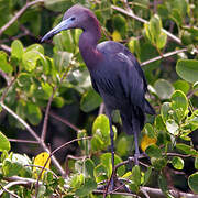 Little Blue Heron