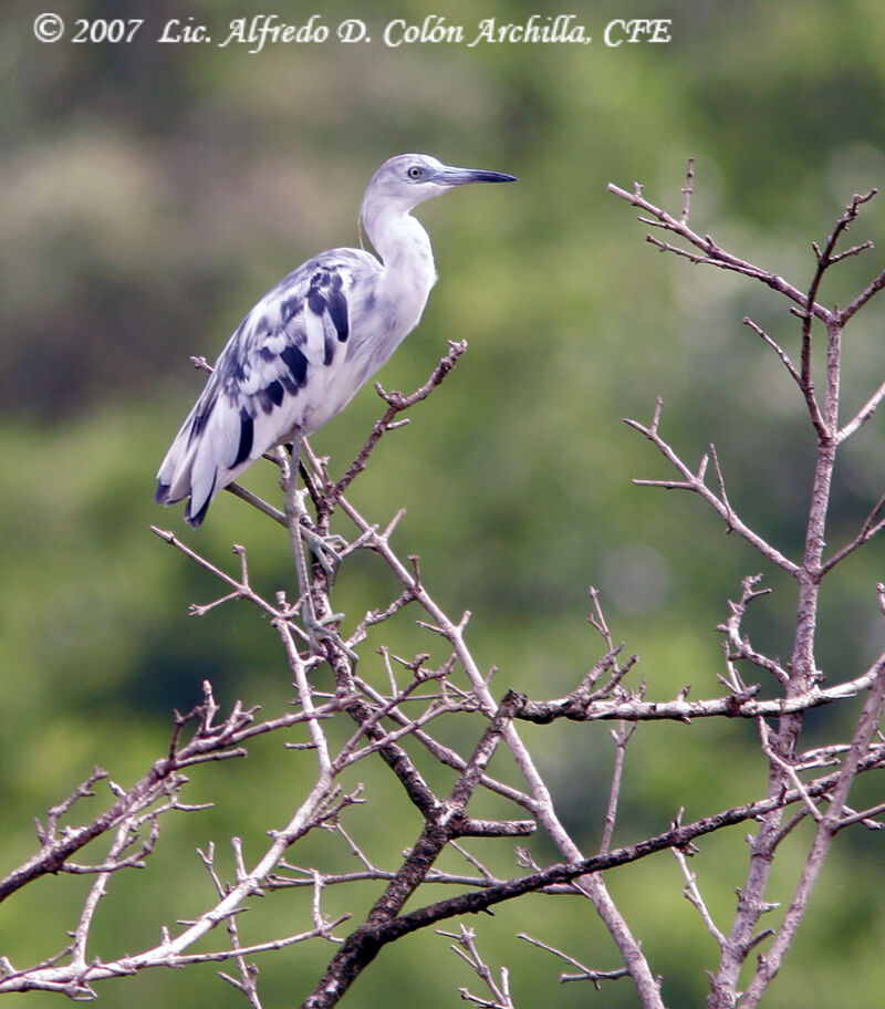 Little Blue Heron