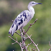 Aigrette bleue