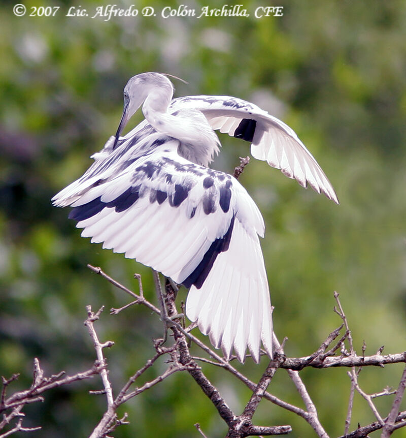 Little Blue Heron