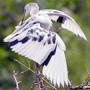 Little Blue Heron