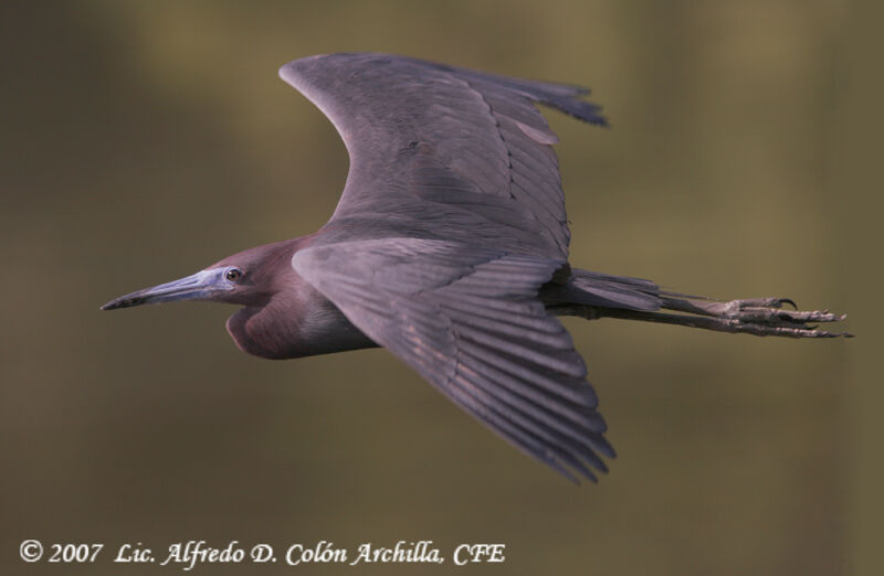 Aigrette bleue