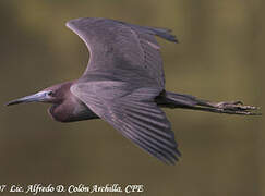 Little Blue Heron