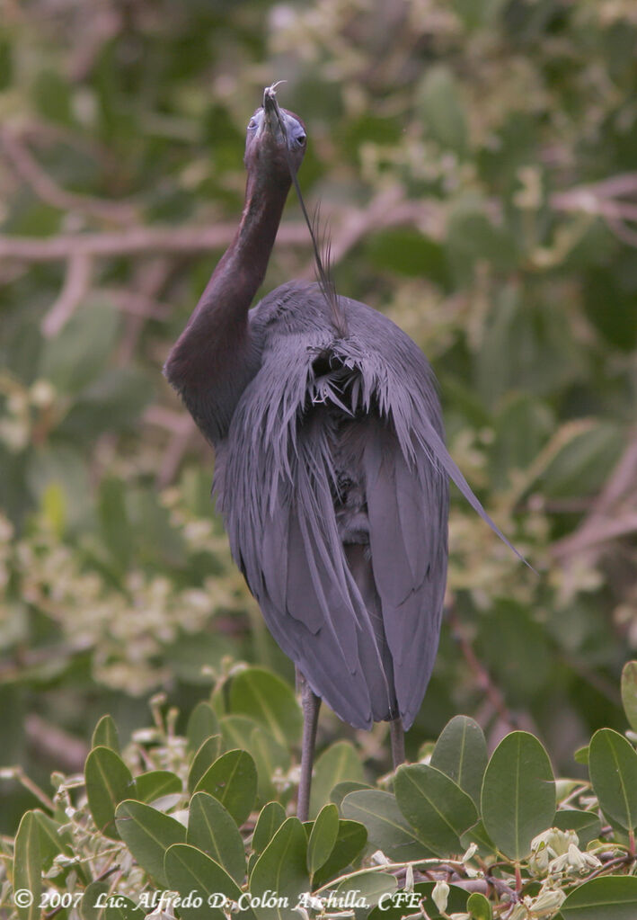 Little Blue Heron