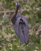 Little Blue Heron