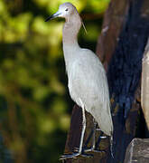 Aigrette bleue