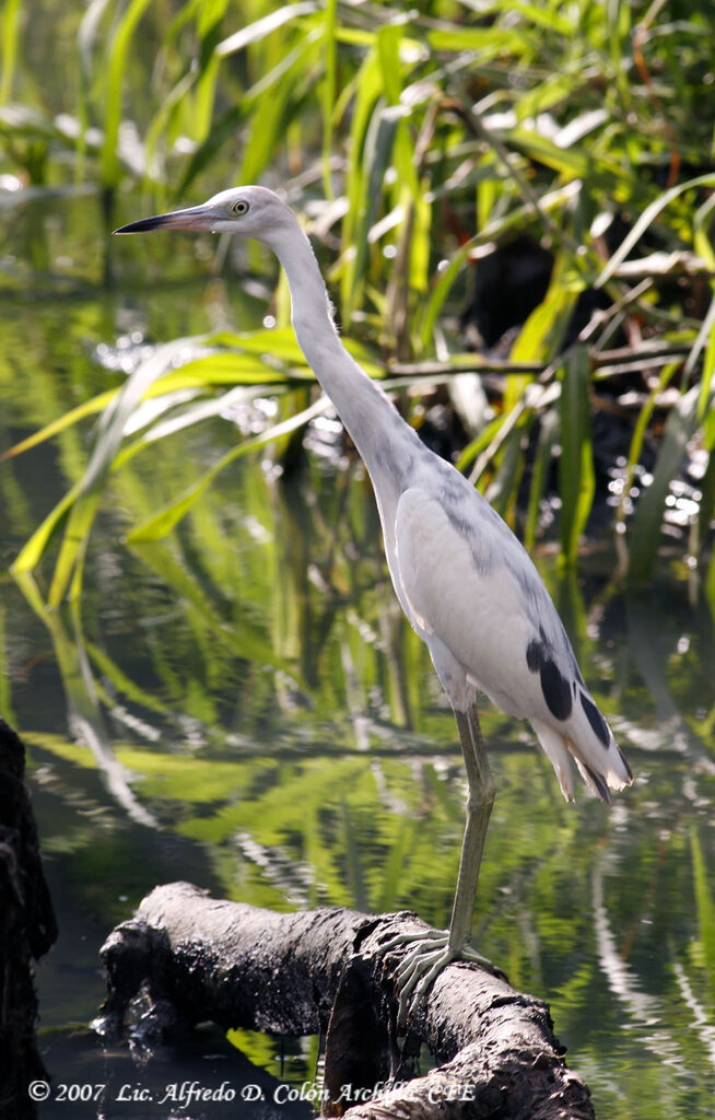 Aigrette bleue