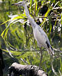 Aigrette bleue