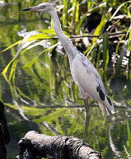 Aigrette bleue