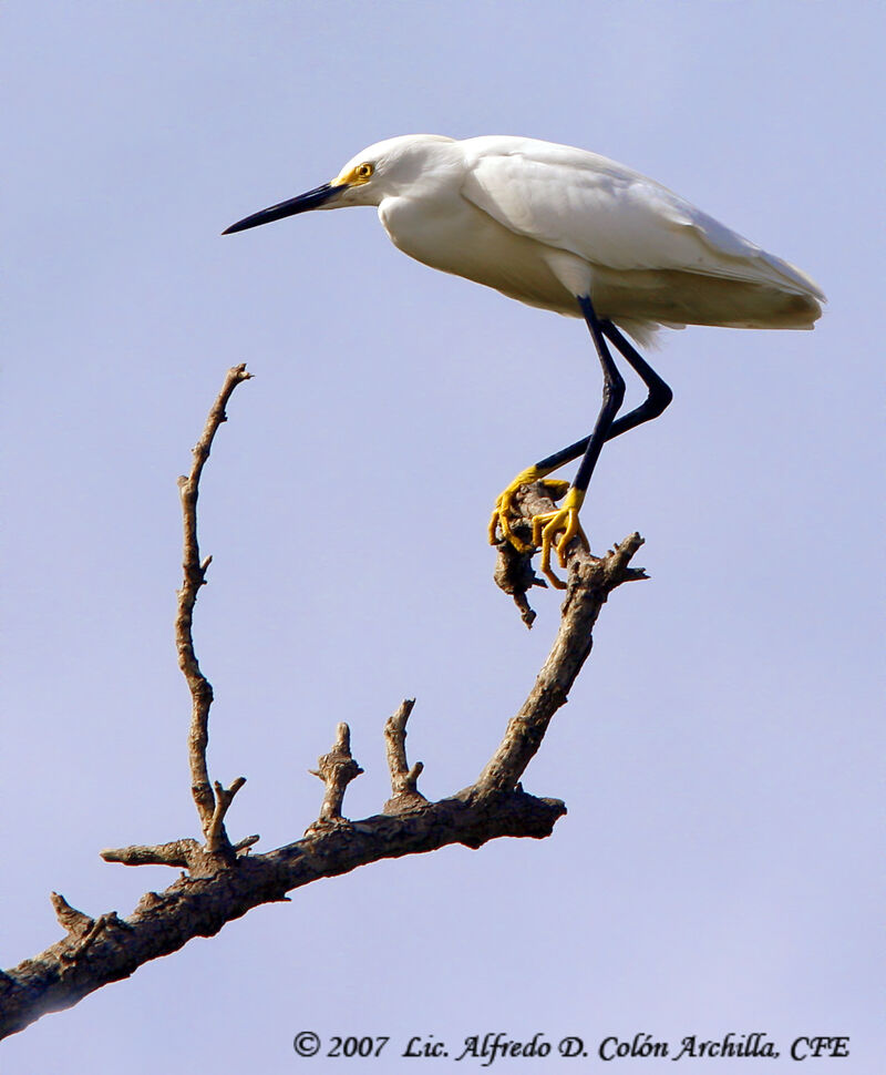 Aigrette neigeuse