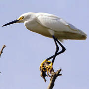 Aigrette neigeuse