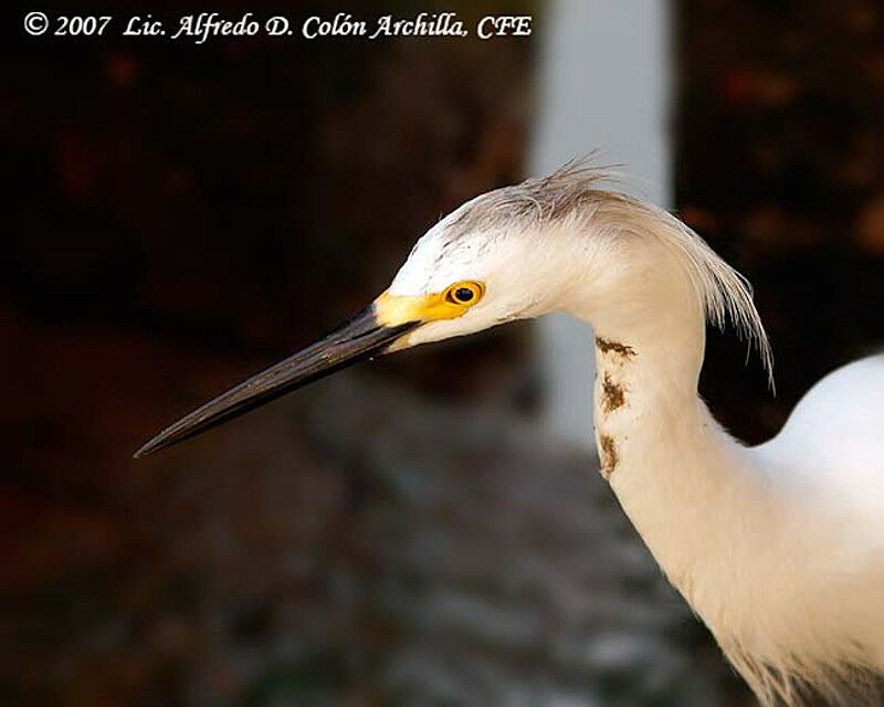 Aigrette neigeuse