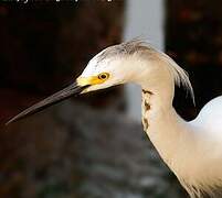 Snowy Egret