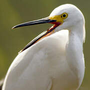 Snowy Egret