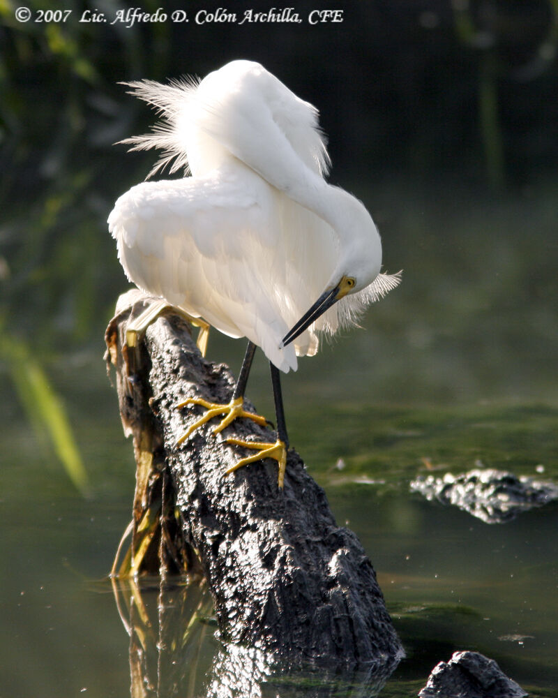 Snowy Egret