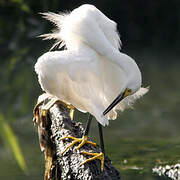 Snowy Egret