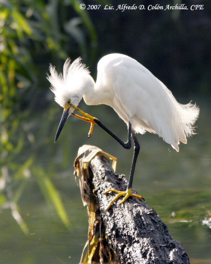 Snowy Egret