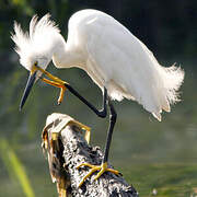 Snowy Egret